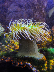 Giant Green Anemone or ( Anthopleura sp.) in a marine aquarium © Oleg Kovtun