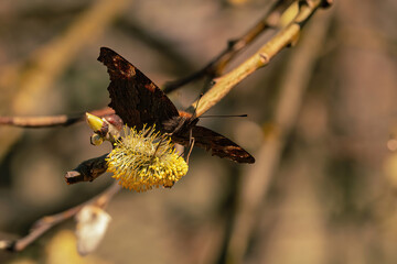 Peacock butterfly on a branch on a beautiful spring day 