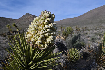  Joshua tree spring bloom.