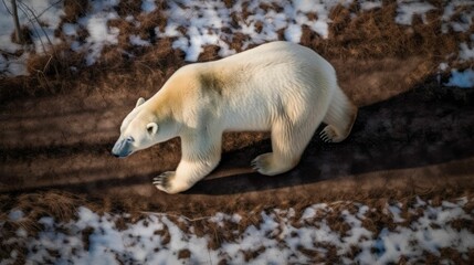 Aerial view of a polar bear walking. Generative AI illustration.