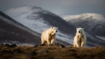Foto auf Alu-Dibond Two polar bears in the mountains. Generative AI illustration. © Tuyres
