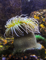 Giant Green Anemone or ( Anthopleura sp.) in a marine aquarium © Oleg Kovtun