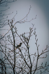 A bird singing in the bushes on a sunny day. 