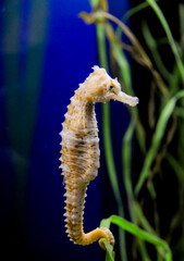 Seahorse in a large aquarium in the oceanarium.