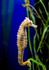 Seahorse in a large aquarium in the oceanarium.