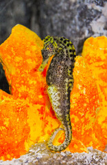 Seahorse in a large aquarium in the oceanarium.
