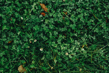 Top view lawn with clover and dry autumn leaves. - obrazy, fototapety, plakaty