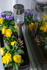 lampa fotowoltaiczna w doniczce z kwiatami