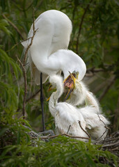 Garza blanca, pichones, dando de comer, egretta alba - 595582846