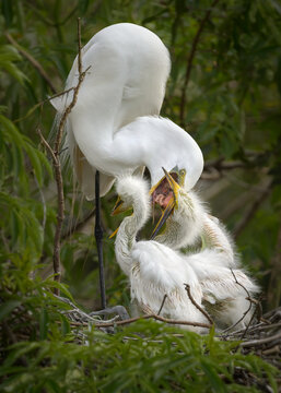 Garza blanca, pichones, dando de comer, egretta alba