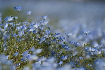 上に伸びるネモフィラ