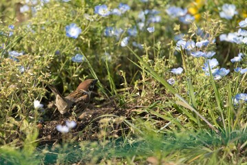 すずめとネモフィラ