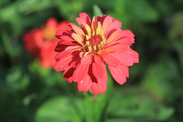 Macro portrait photo of an red "Zinnia Veruviana" flower in bloom, 
shot from the top, and surrounded by blurry leaves. Vintage color filter used. 


