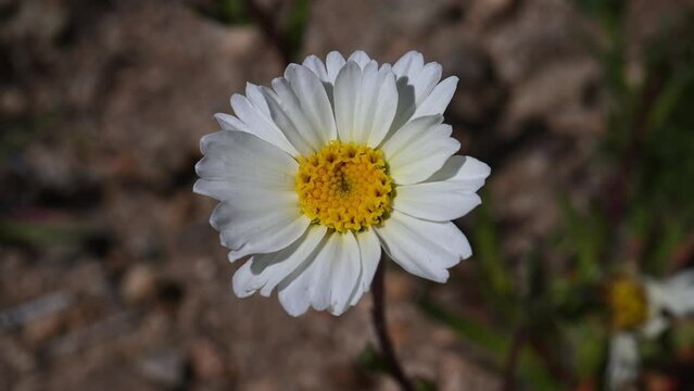 Small insect on desert daisy.