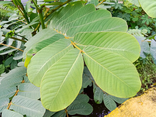 Ketepeng (Senna alata), known as candle bush, candelabra bush, ringworm shrub, or candletree.