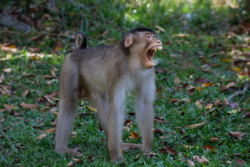 Southern pig-tailed macaque showing teeth, Macaca nemestrina