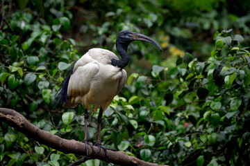 African Sacred Ibis, Threskiornis aethiopicus