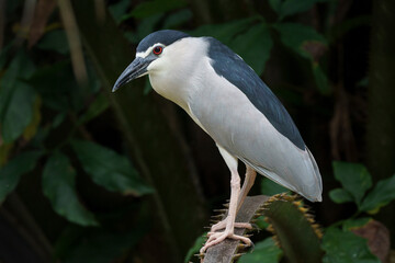 Fototapeta premium black-crowned night heron on the branch