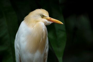 cattle egret in breeding plumage, portrait of a bird