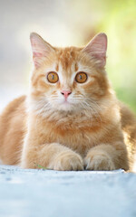Fototapeta na wymiar Cute ginger cat on the street, vertical shot