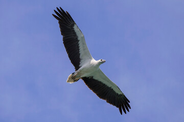 Eagle in flight, White-bellied sea eagle