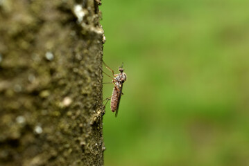 Fly ktyr light shade on a tree trunk.