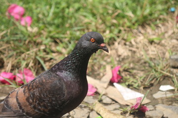 Pigeons