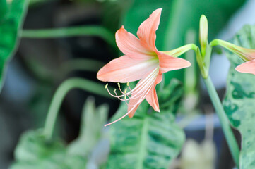 Hippeastrum puniceum , Barbados lily or AMARYLLIDACEAE