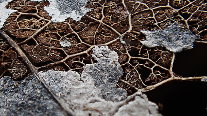 fallen leaf background. beautiful texture - brown and white, macro