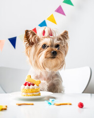 Cute domestic dog (Yorkshire Terrier) with birthday cake	