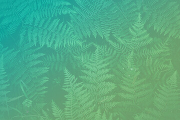 Naklejka na ściany i meble Fern leaves in green and blue tone. Natural background and texture.
