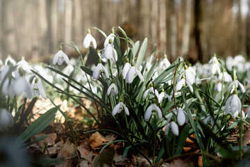 Snowdrop, first spring flowers (Galanthus) blooming in woodland. Many snowdrops growing in springtime in a forest glade