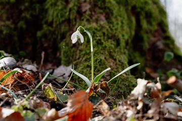 Snowdrop, first spring flowers (Galanthus) blooming in woodland. One snowdrop growing in springtime...