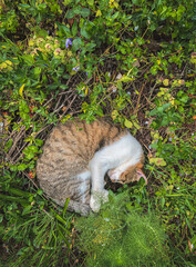 High angle view of a cat resting on field ground