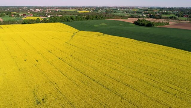 Zachwycające ujęcia dronem polskiej wsi o zachodzie słońca: żółty rzepak, zielone zboża i malowniczy krajobraz rolniczy pełen harmonii i spokoju