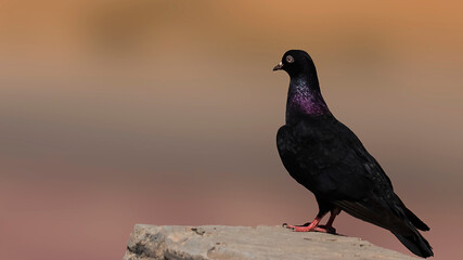 isolated black imperial pigeon,sit in the rock ,blur background