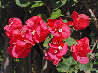 Bright red flowers, close up. Glabra or Buttiana known as Great Bougainvillea. Paperflowers or Bougainvillea spectabilis is woody vine shrub, ornamental, flowering plant in the family Nyctaginaceae.
