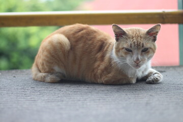 Fototapeta na wymiar selective focus of Orange cat indonesian domestic cat