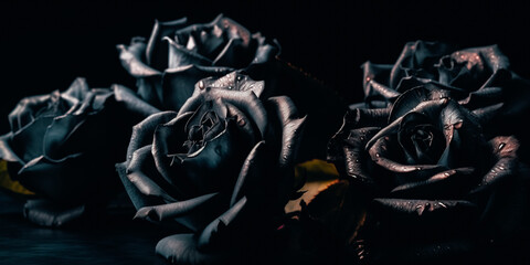 Fototapeta na wymiar Black roses isolated on a black background