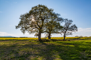 Trees and a field of rapeseed crops in the Sussex countryside, with a blue sky overhead