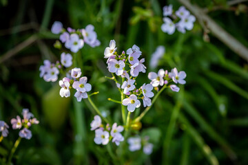 Cardamine pratensis in bloom in Sussex, with a shallow depth of field