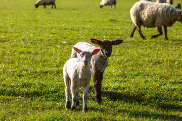 Obraz premium Lambs in a field in Sussex on a sunny spring day