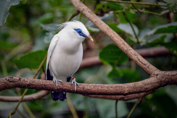 Bali myna
