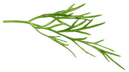 Dill isolated on white background, full depth of field