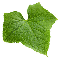 Cucumber leaf isolated on white background, full depth of field
