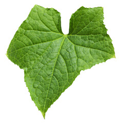 Cucumber leaf isolated on white background, full depth of field