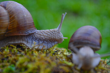 *Weinbergschnecke*