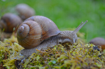 *Weinbergschnecke*