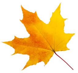 autumn maple leaf isolated on white background, full depth of field