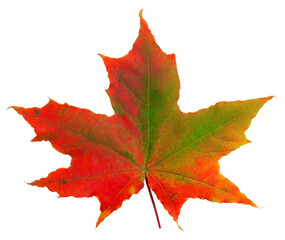 autumn maple leaf isolated on white background, full depth of field